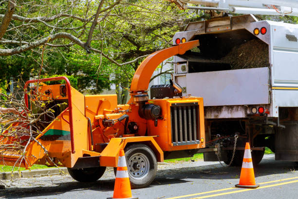 How Our Tree Care Process Works  in  West Carson, CA