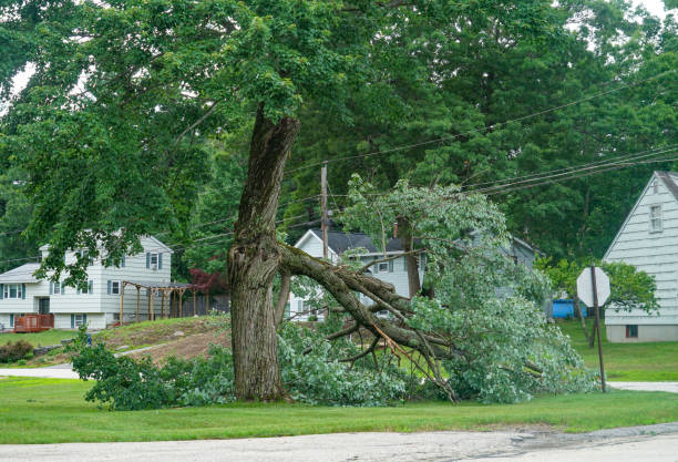 Best Hazardous Tree Removal  in West Rson, CA